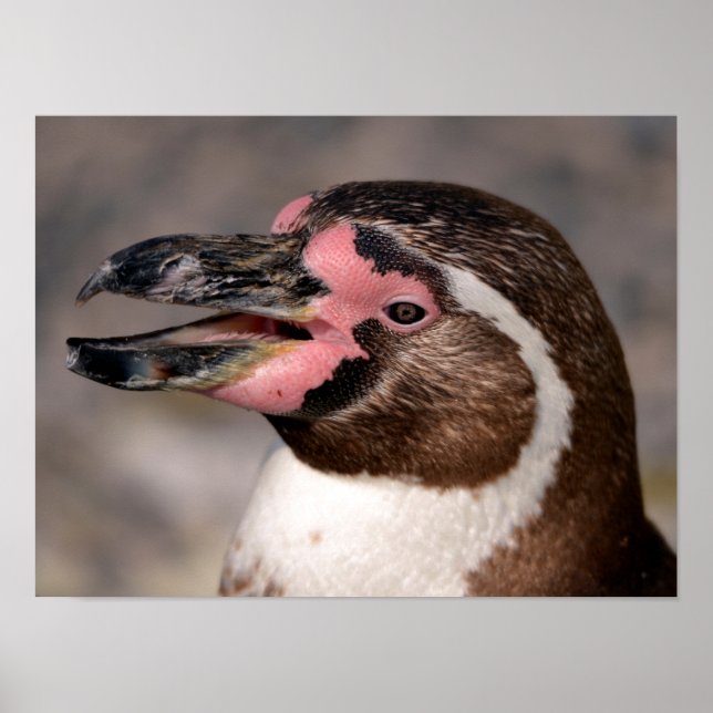 Poster Retrato do pinguim Humboldt (Frente)