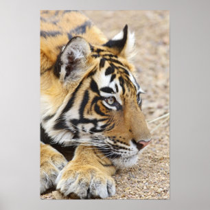 Poster Retrato do Tigre-de-bengala-real, Ranthambhor