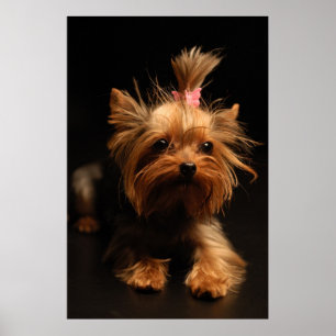 Pôster Retrato do yorkshire terrier