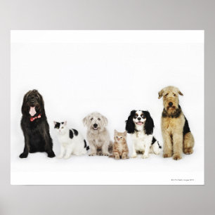 Poster Retrato dos gatos e dos cães que sentam-se junto