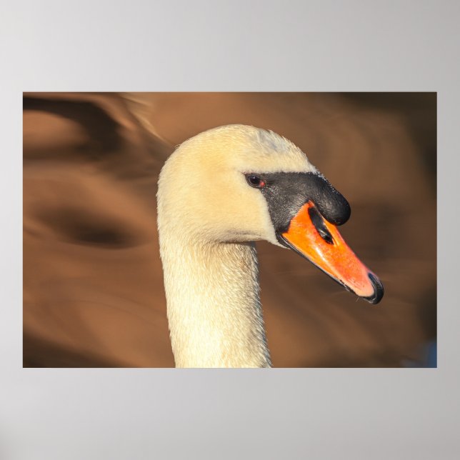Poster Retrato Elegante da Cabeça de Cisne  (Frente)