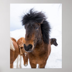 Pôster Retrato Engraçado de Cavalo Islandês