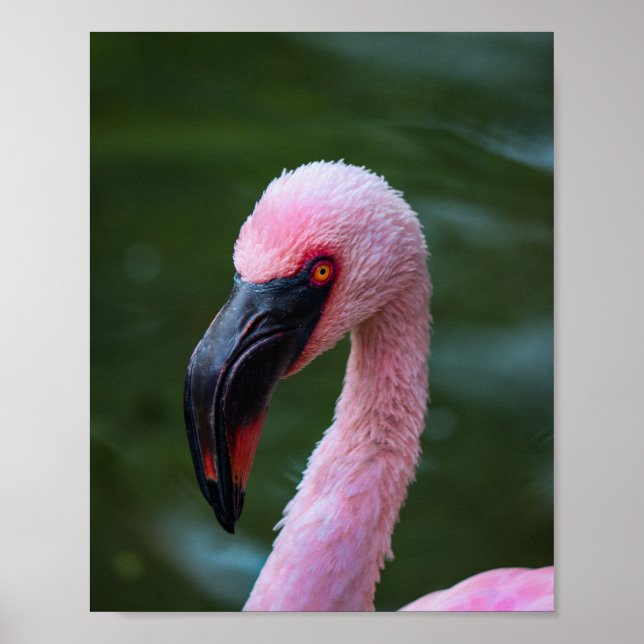 Poster Retrato Flamingo Vibrante - Fotografia de pássaro (Frente)