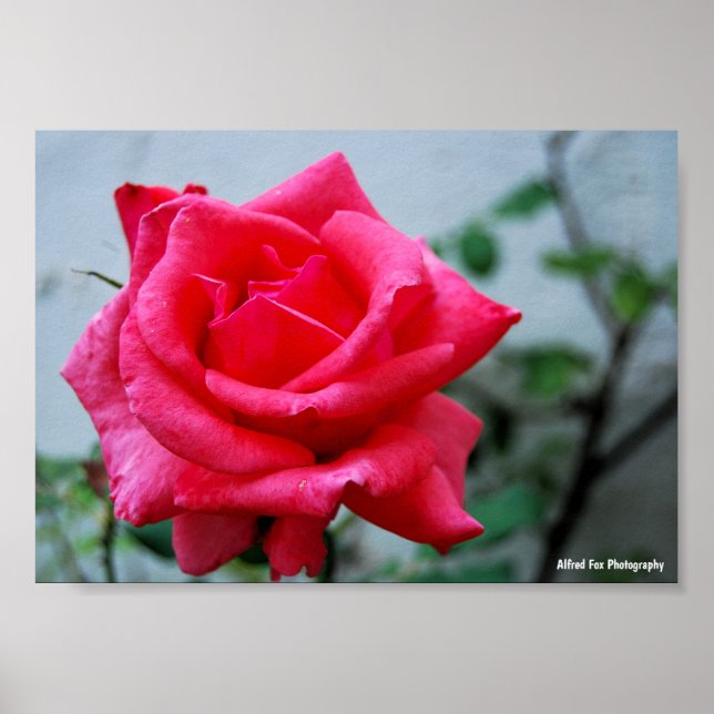 Poster Retrato Floral Rosa Cor-de-Rosa (Frente)