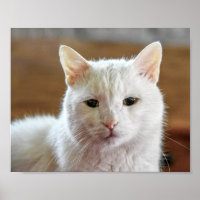 Retrato Gato de Angora Turca Branca