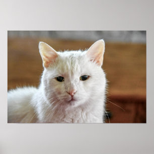 Poster Retrato Gato de Angora Turca Branca