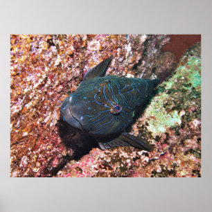 Poster Retrato gigante Hawkfish