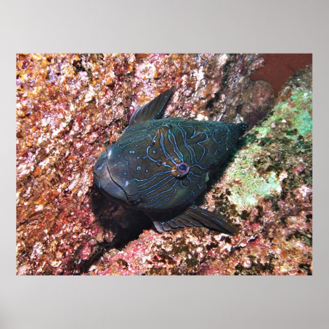 Poster Retrato gigante Hawkfish (Frente)