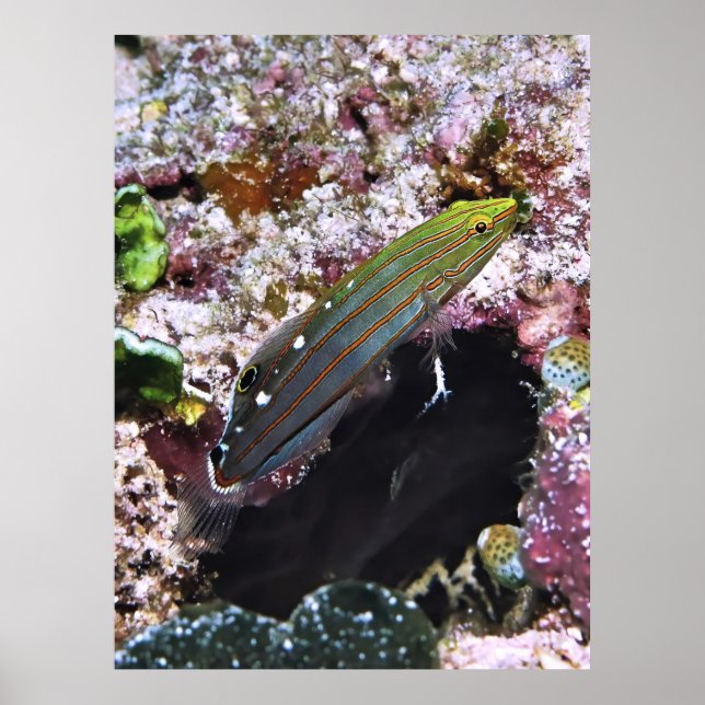 Poster Retrato Glorioso Antigo (Frente)