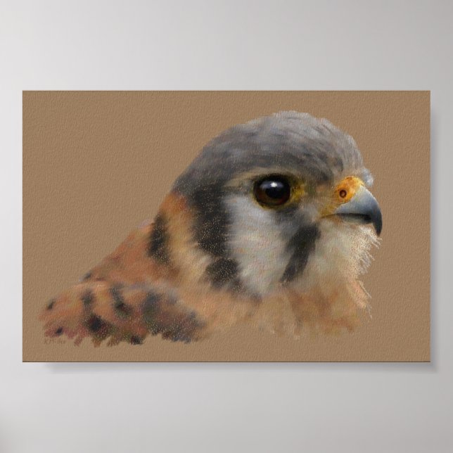 Pôster Retrato Kestrel Americano (Frente)