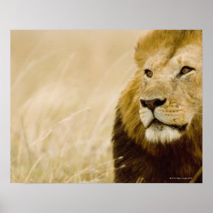 Pôster Retrato masculino do leão (Panthera leo), Masai