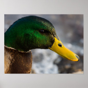 Poster Retrato masculino do pato selvagem