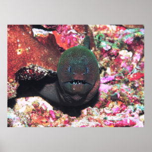 Poster Retrato Moray