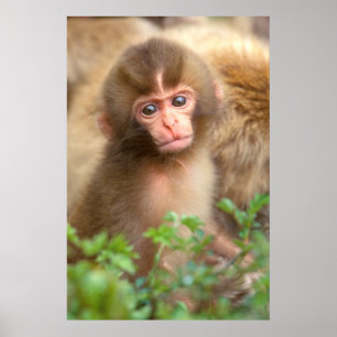 Poster Retrato para Bebê Macaco-Neve