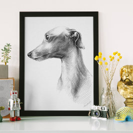 Poster Retrato para o cão de bico branco italiano
