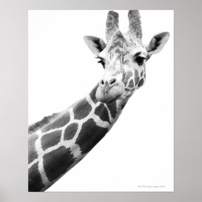 Pôster Retrato preto e branco de uma girafa (Frente)
