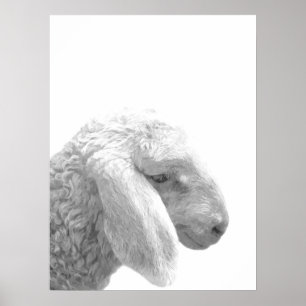 Poster Retrato preto e branco do animal de fazenda dos