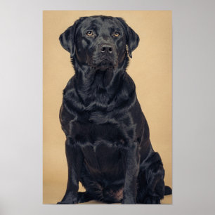 Poster Retrato Quente Neutro de Labrador Retriever Preto