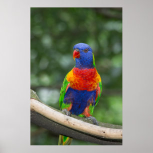 Poster Retrato Rainbow Lorikeet