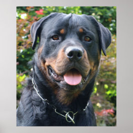 Pôster Retrato rottweiler