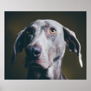 Poster Retrato Weimaraner