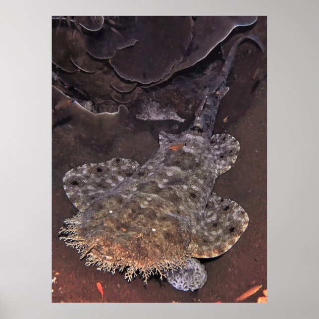 Poster Retrato Wobbegong (Frente)