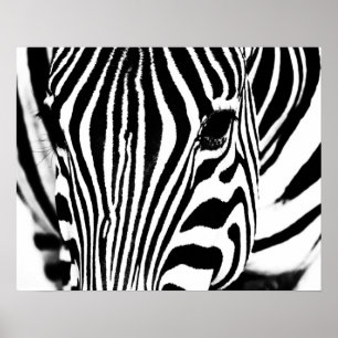 Poster Retrato zebra preto e branco