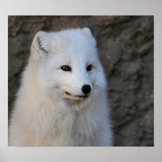 Poster Retratos do Ártico