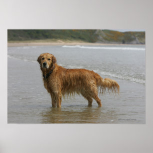Poster Retreiver dourado no mar