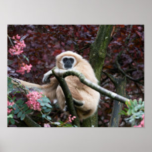 Poster Retretação de Escarlate de Lar Gibbon