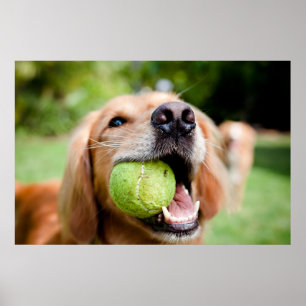 Poster Retriever De Ouro Com Bola De Tênis