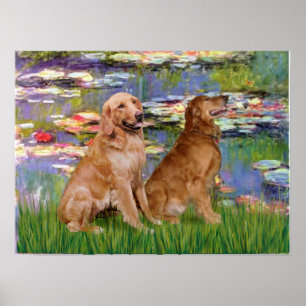Pôster Retriever de ouro (dois) - Lírios 2