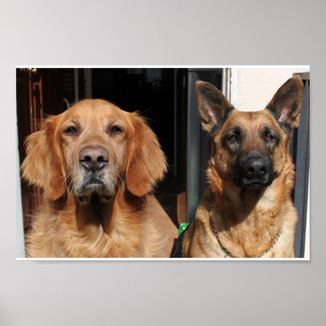 Poster Retriever de ouro e German shepherd (Frente)