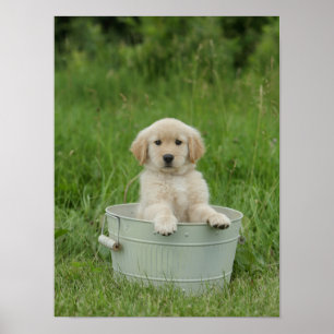 Poster Retriever De Ouros Em Lavagem
