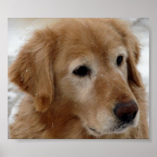 Poster Retriever de ouros na neve