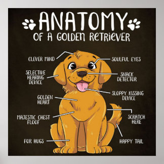 Poster Retriever Ouro de Anatomia | Ouro Retriever Lover