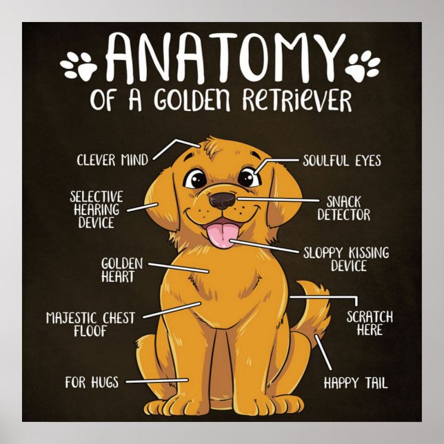 Poster Retriever Ouro de Anatomia | Ouro Retriever Lover (Frente)