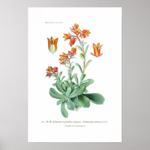 Pôster Retusa de Echeveria