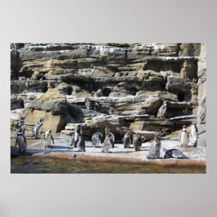 Poster Reunião dos Pinguins