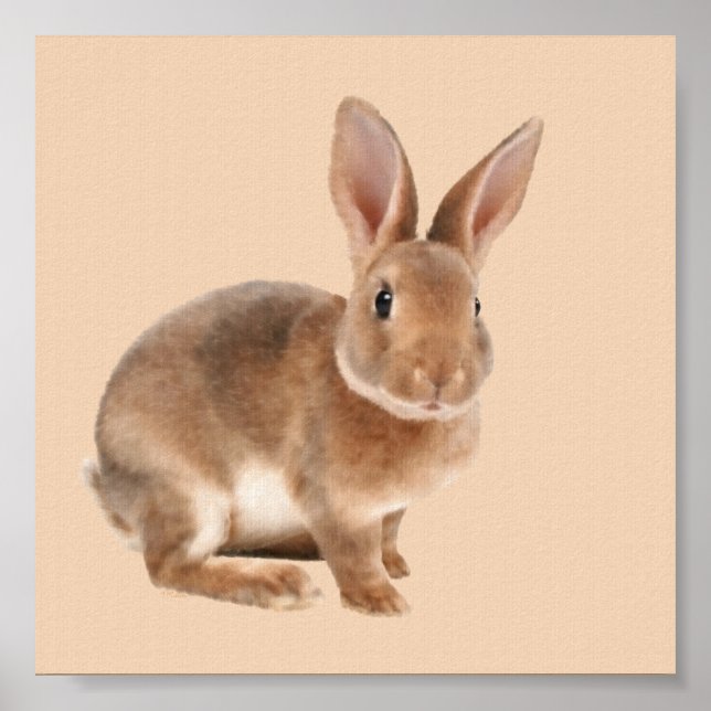 Poster Rex Rabbit (Frente)