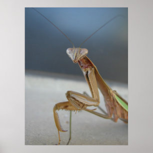 Pôster Rezando Mantis