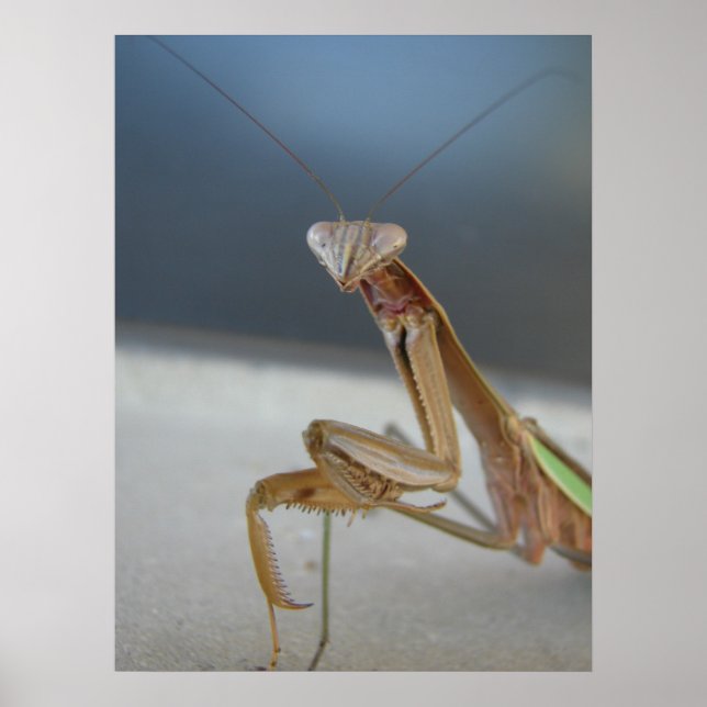 Pôster Rezando Mantis (Frente)