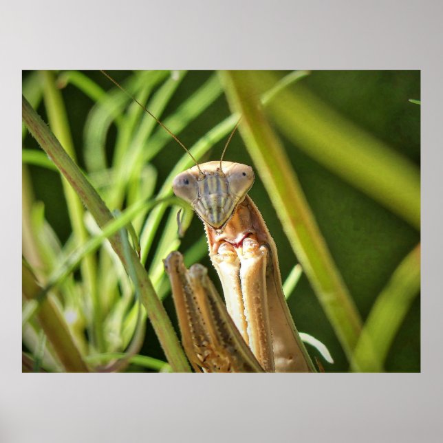 Poster Rezando Mantis (Frente)