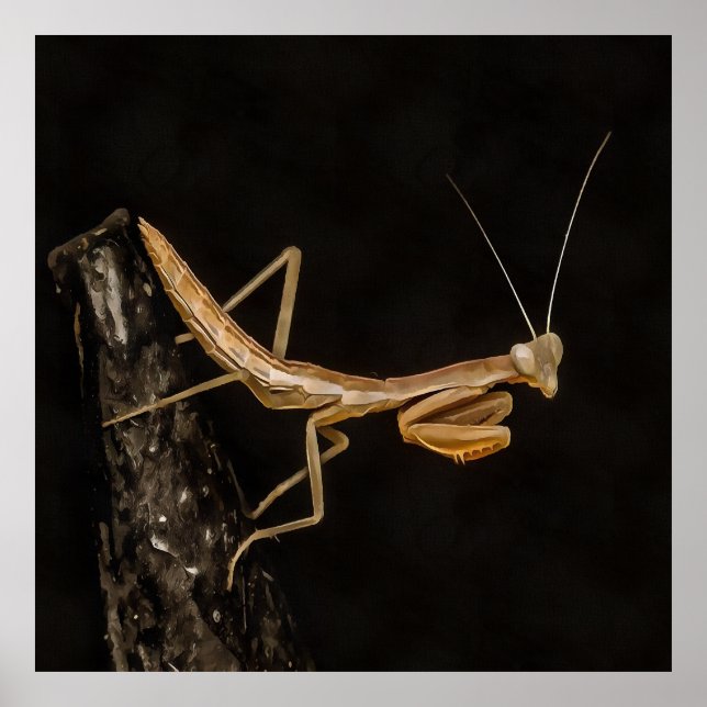 Poster Rezando Mantis, Fofa E Arte Inseta Assustadora (Frente)