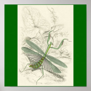 Pôster Rezando Mantis, Mantis Religiosa