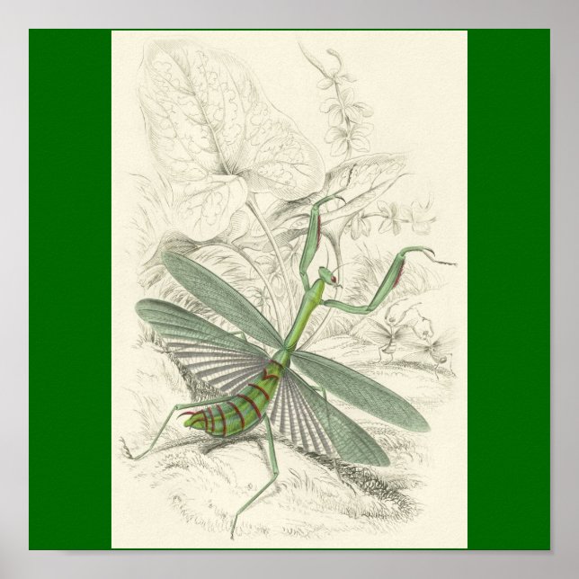 Pôster Rezando Mantis, Mantis Religiosa (Frente)