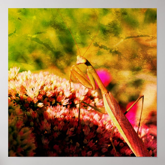 Poster Rezando Mantis Na Flor Abstrato Grunge De Sedum (Frente)
