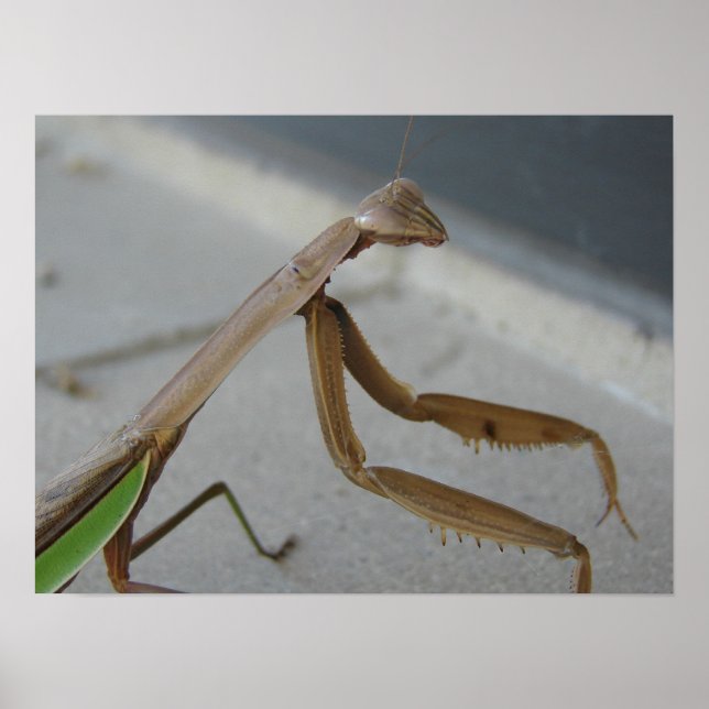 Pôster Rezando Mantis Visita a Biblioteca (Frente)