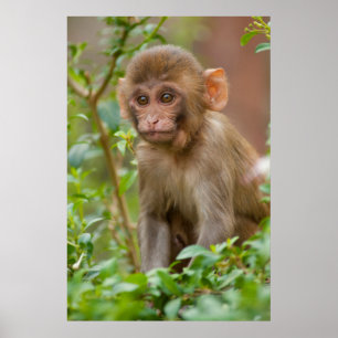Pôster Rhesus Monkey Baby, Monkey Temple, Jaipur