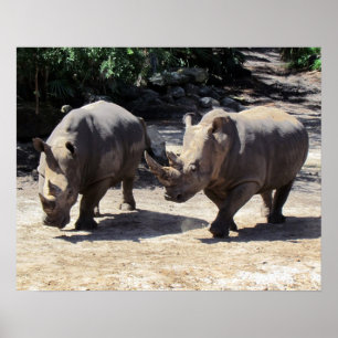 Poster Rhino